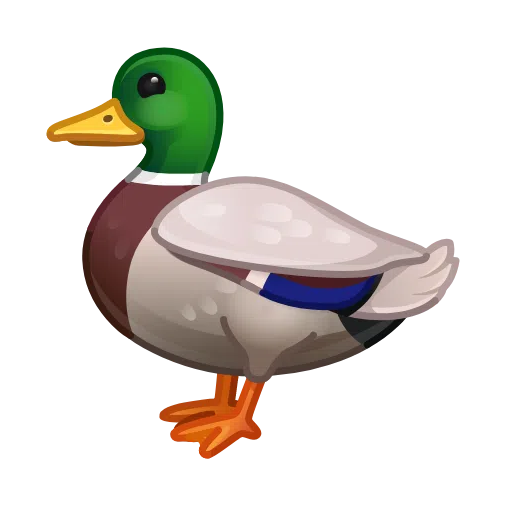 Duck